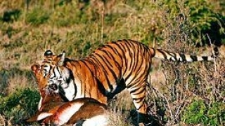 Kambing Hilang Bertambah, Warga di Dusun Mekar Anugrah Resah