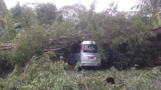 Mobil Dinas Pemko Pekanbaru Rusak Ditimpa Pohon