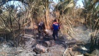Kebakaran Kebun Sagu di Meranti Memasuki Hari Ke-11