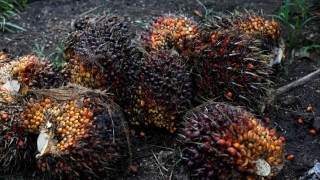 Yey..... Harga TBS Kelapa Sawit Mengalami Kenaikan