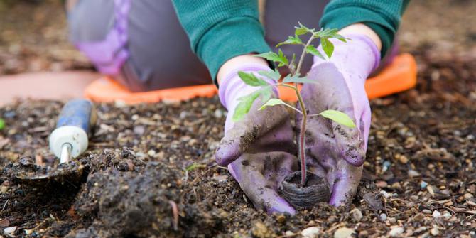 Berkebun Tenyata Memiliki Efek Positif Bagi Kesehatan Tubuh