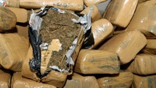 Sebanyak 40 Kg Ganja Kering Diamankan Tim Satrarkoba Polres Rohil