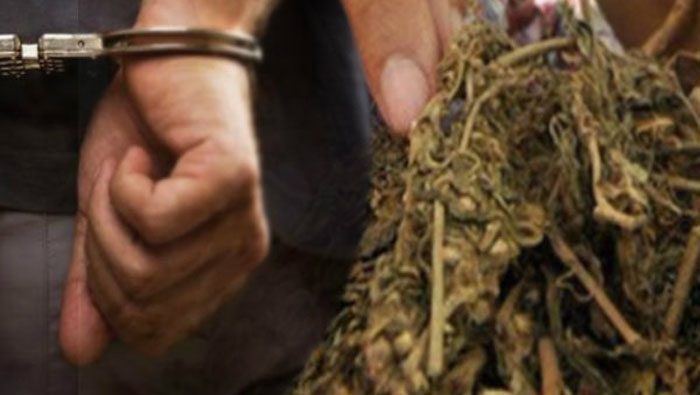 Satres Narkoba Polres Inhu Tangkap Pelaku Penjual Ganja