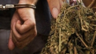 Satres Narkoba Polres Inhu Tangkap Pelaku Penjual Ganja