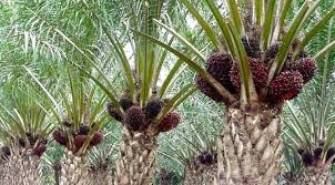 Yey! Harga Sawit Kembali Naik Rp 34,97/Kg