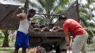 Inilah Daftar Lengkap harga TBS Kelapa Sawit Riau Periode Pekan ini