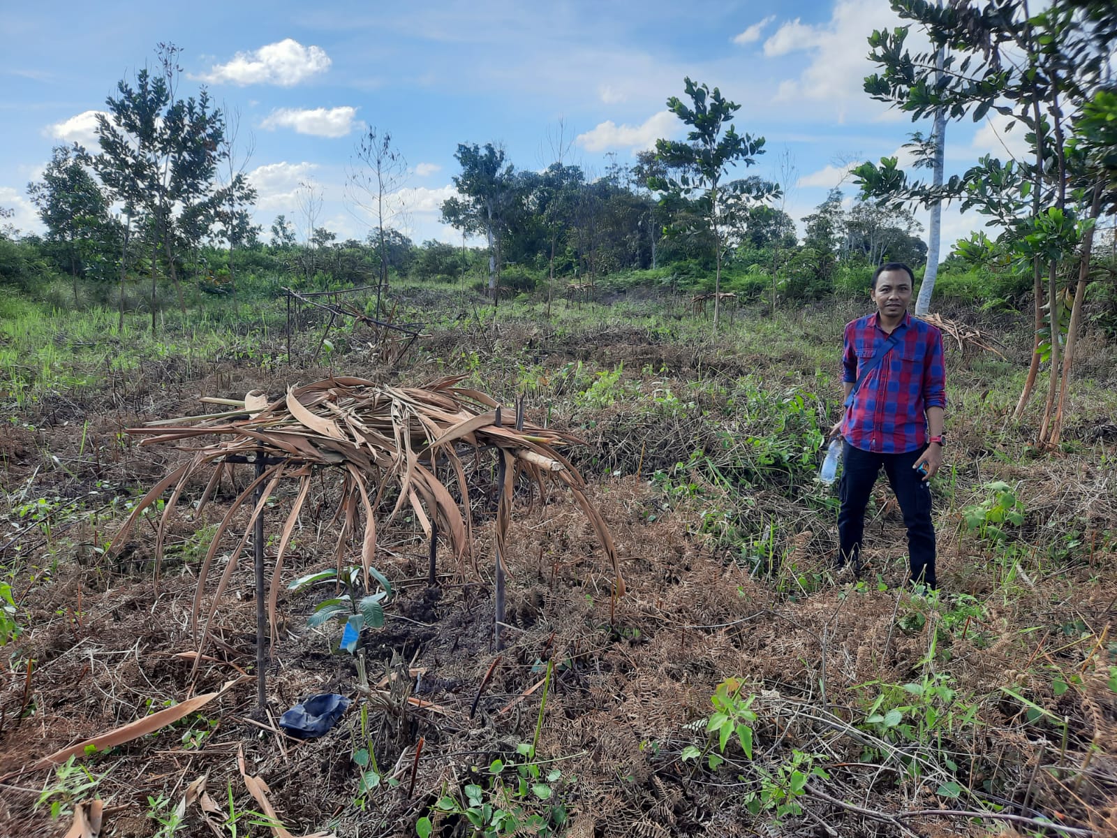Akan 'Bongkar' Kebun Manggis Diduga Dalam Kawasan Hutan, LBH Tri Marta Bertuah Diminta Jangan Bersandiwara