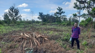 Akan 'Bongkar' Kebun Manggis Diduga Dalam Kawasan Hutan, LBH Tri Marta Bertuah Diminta Jangan Bersandiwara Akan 'Bongkar' Kebun Manggis Diduga Dalam Kawasan Hutan, LBH Tri Marta Bertuah Diminta Jangan Bersandiwara