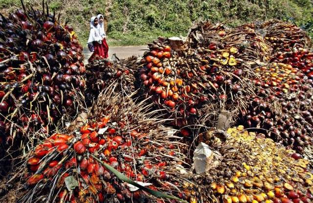 Lebih Dari 3,37 Juta Warga Riau Menggantungkan Hidupnya di Sektor Perkebunan Sawit