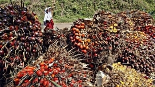 Lebih Dari 3,37 Juta Warga Riau Menggantungkan Hidupnya di Sektor Perkebunan Sawit